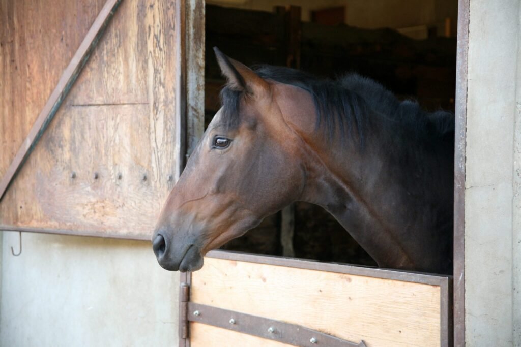 How to Protect Your Horse During an Infectious Disease Outbreak