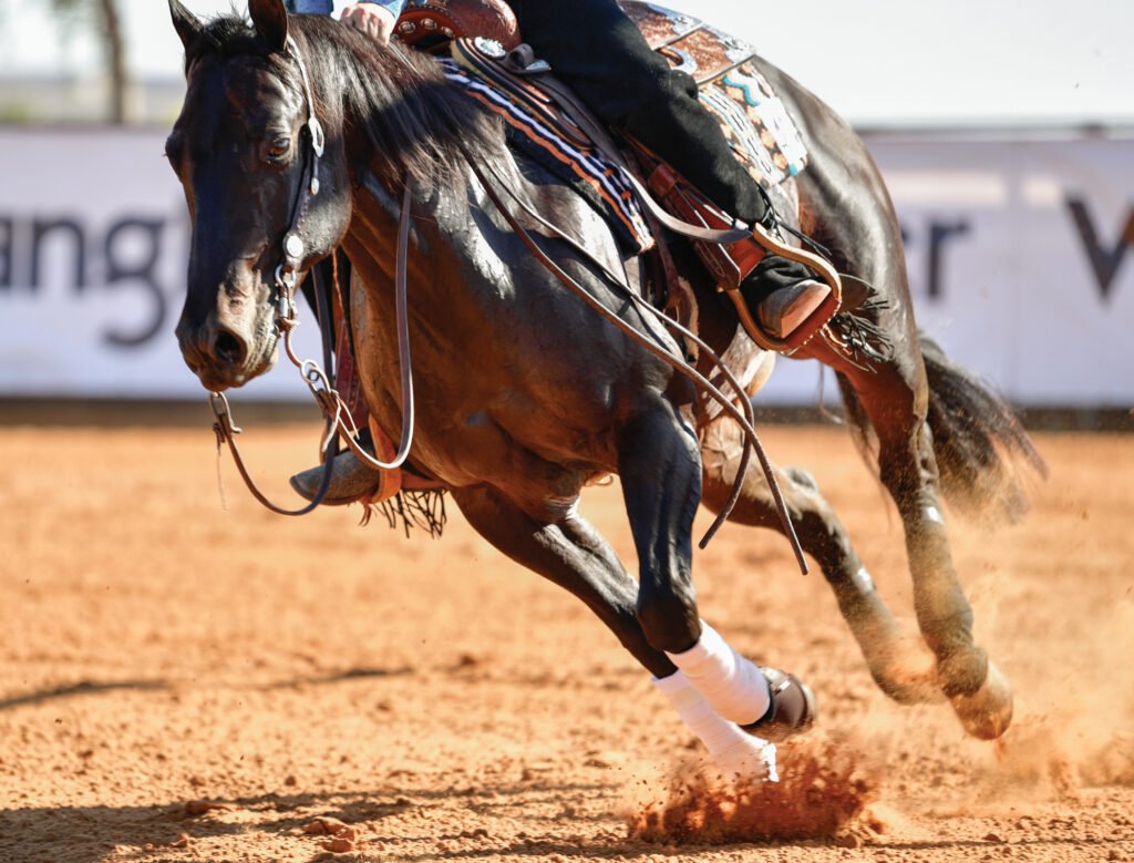 Navigating Equine Osteoarthritis – Horse and Rider