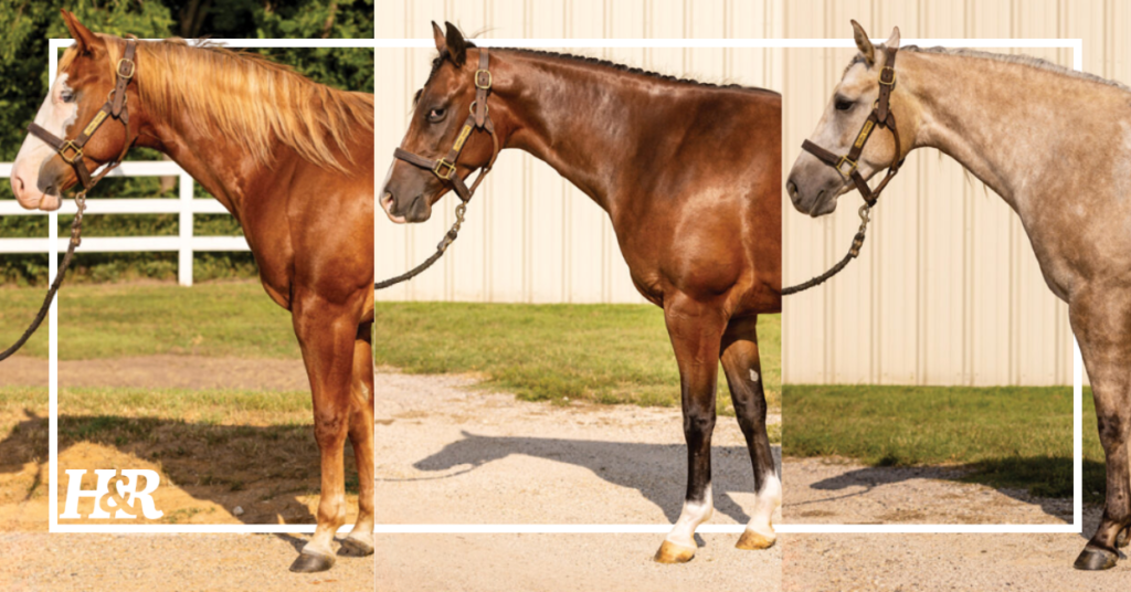 Conformation Clinic: 2-Year-Old Reining Mares