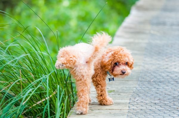 The Gross Dog Pee Habit That Might Be a Health Warning