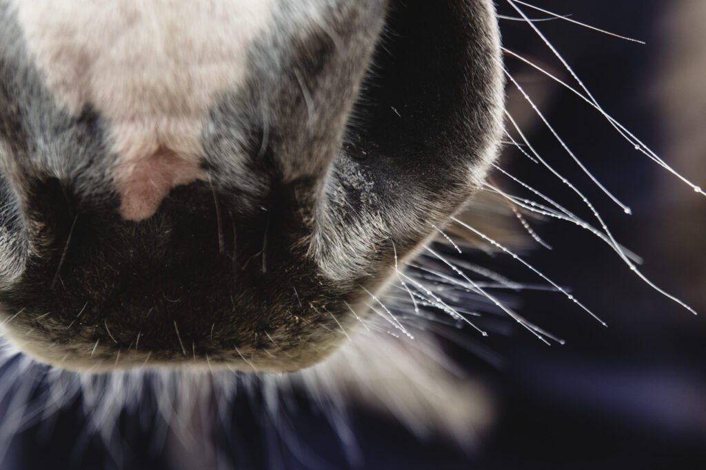 Michigan Appaloosa Confirmed Positive for Strangles