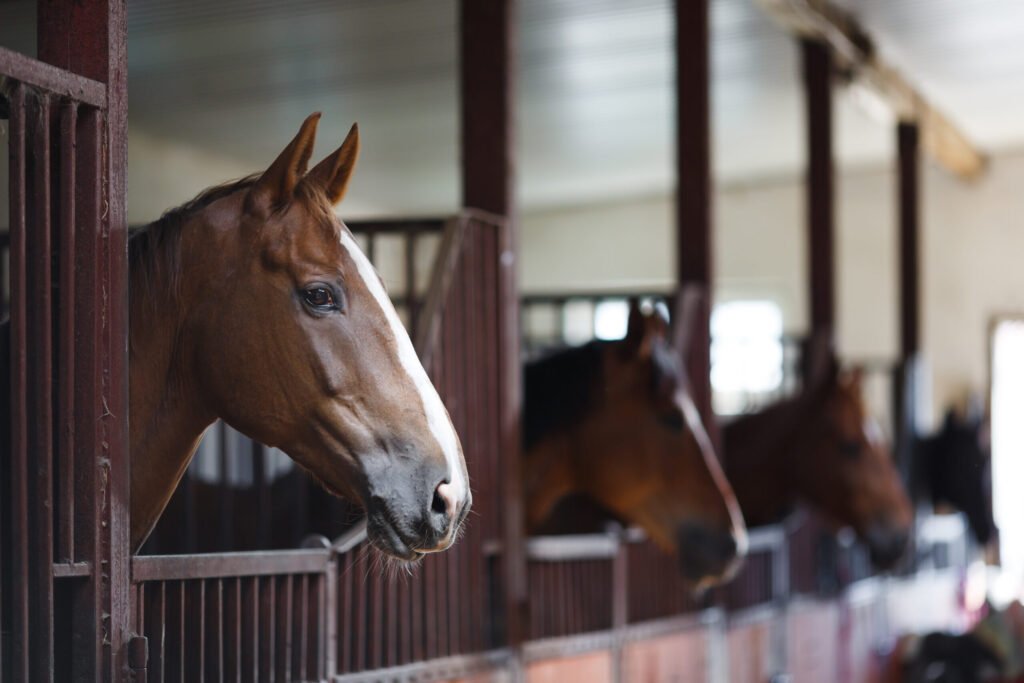2 Arizona Horses Test Positive for EHV-1