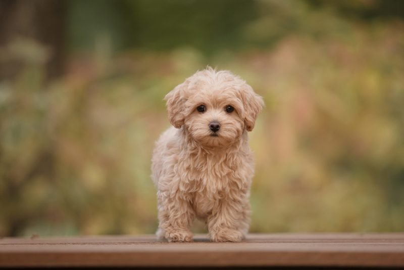 The Hidden Health Risks Every Maltipoo Owner Should Know