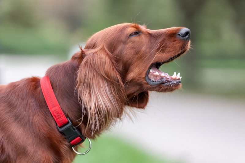 Simple Training Tricks to Quiet Your Barking Dog