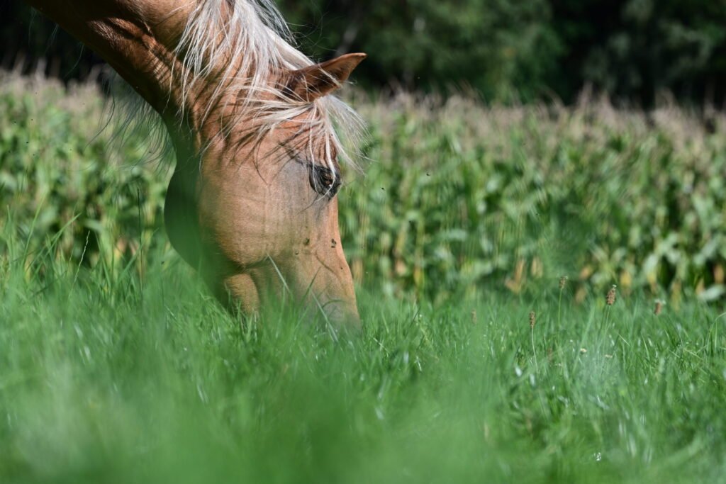 Vesicular Stomatitis Outbreak Update: 2 New Affected Premises Confirmed in Arizona