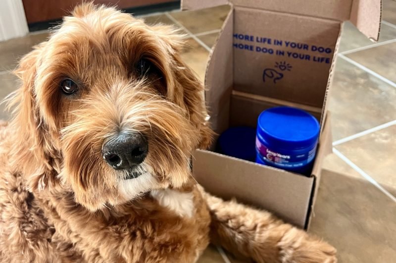 Innovation Is Defining Longevity in Pet Health