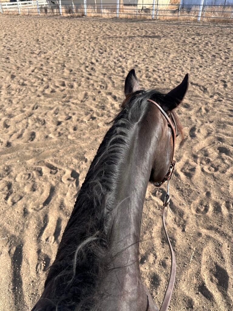 Lessons From Horses: Why the Hard Rides Matter