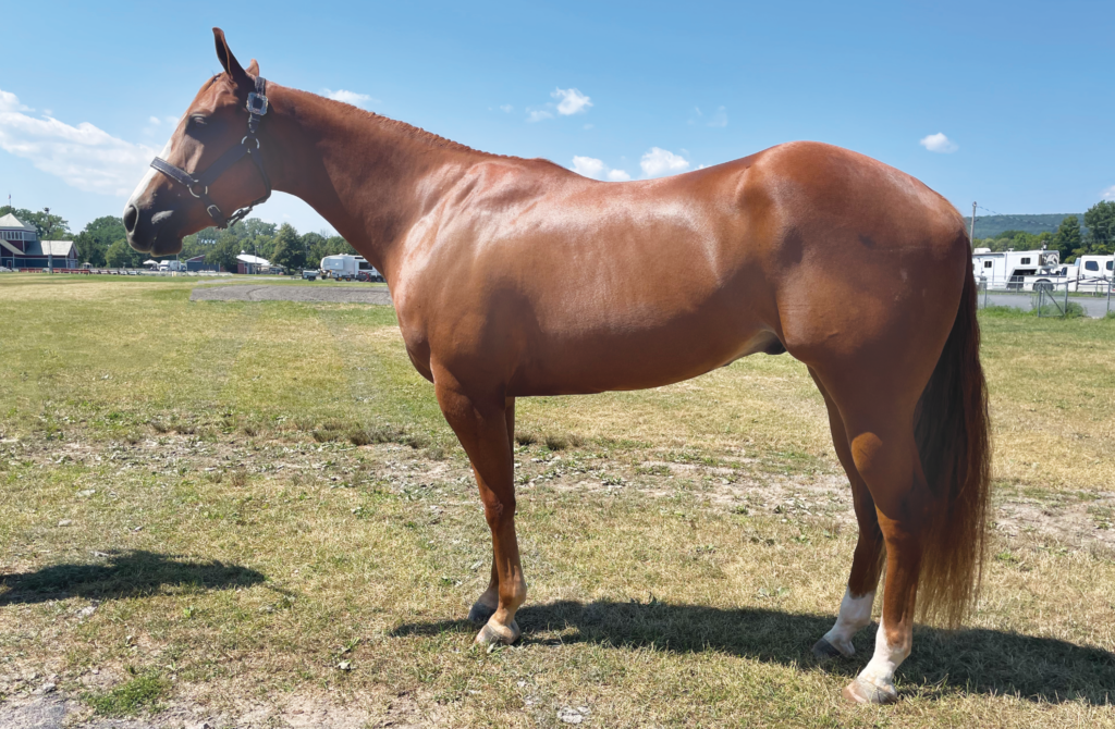 Conformation Clinic: 3-Year-Old Quarter Horse Geldings