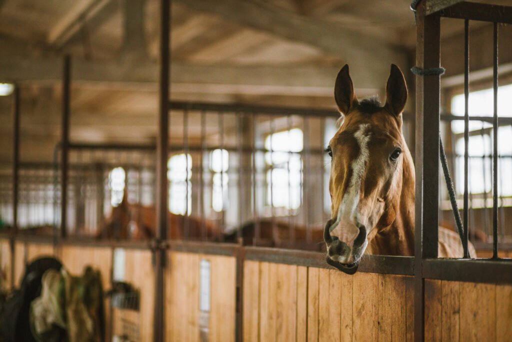Wisconsin Horse Tests Positive for EHV-4
