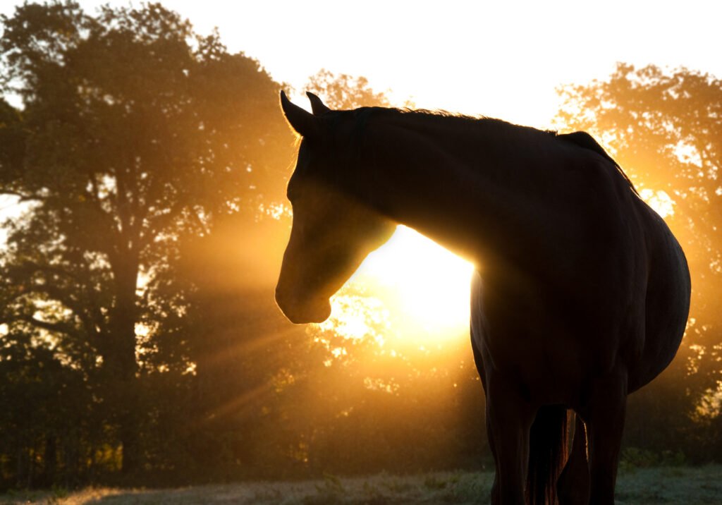 Vaccinated California Horse Tests Positive for WNV