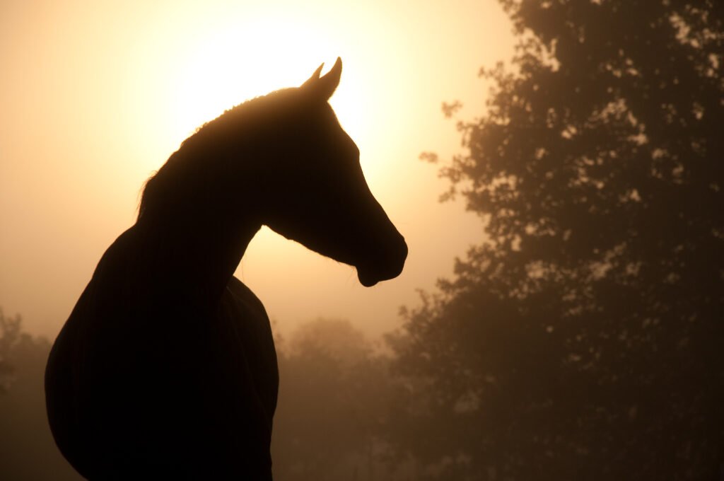 7th Equine WNV Case Confirmed in California