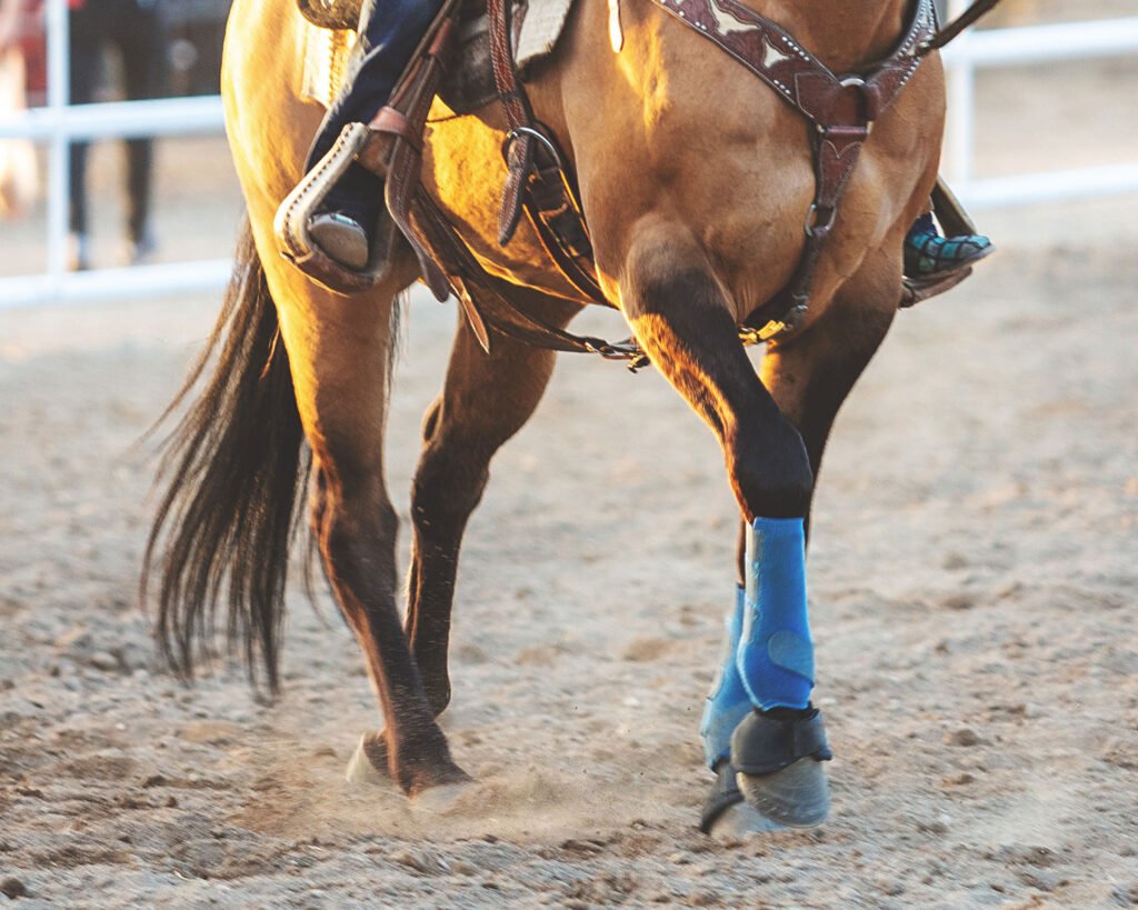 Horse Joint Supplements: What Ingredients Really Matter?