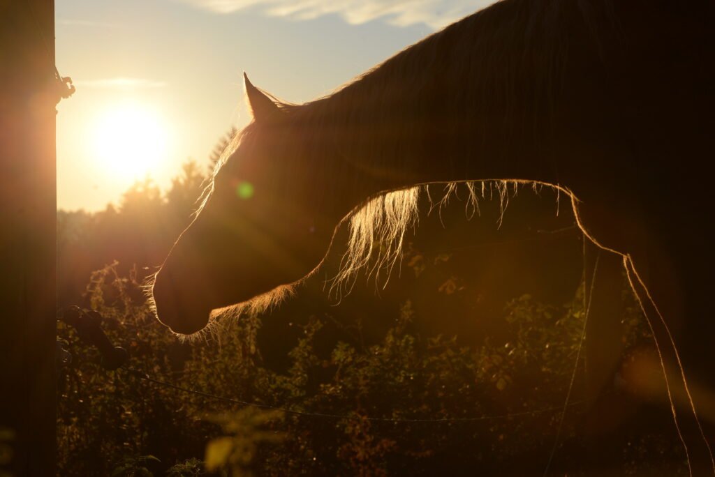 New Equine WNV Cases Confirmed in California and Idaho