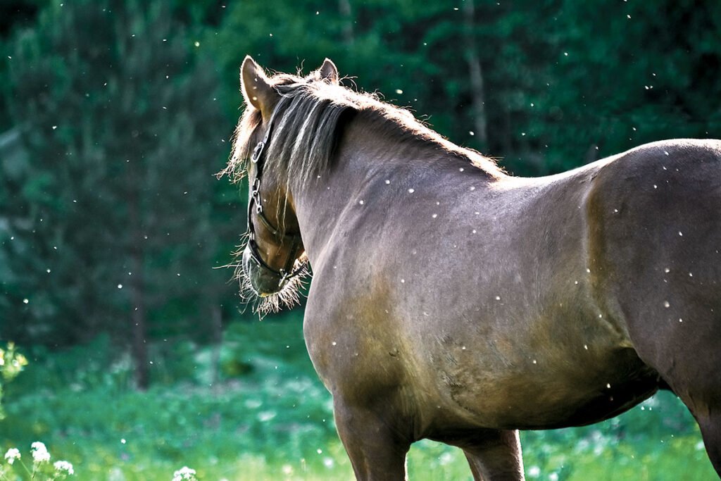 Florida Horse Euthanized After Contracting EEE