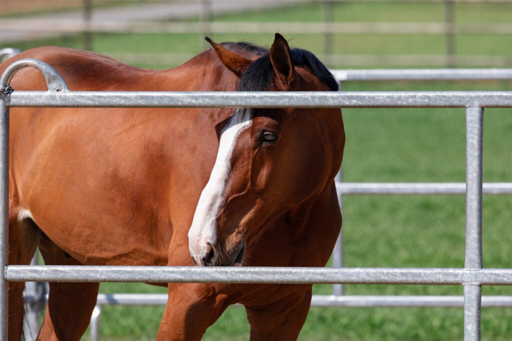 Tennessee Horse Contracts Potomac Horse Fever