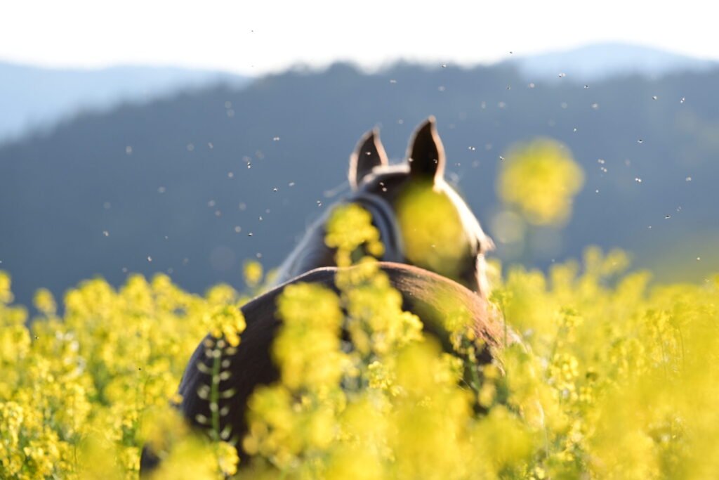 25 Horses Exposed to Pigeon Fever in Montana