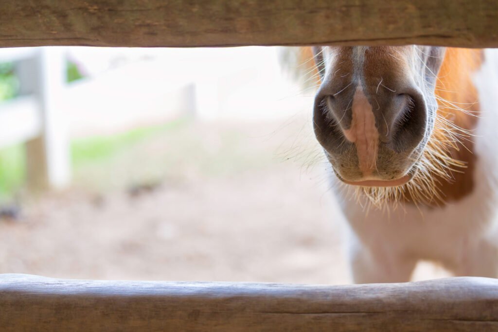 2 Florida Horses Test Positive for Strangles