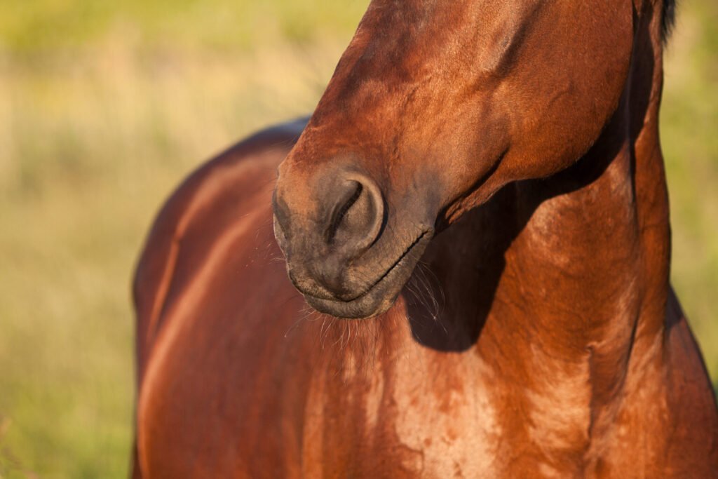 Wisconsin Quarter Horse Tests Positive for Equine Influenza