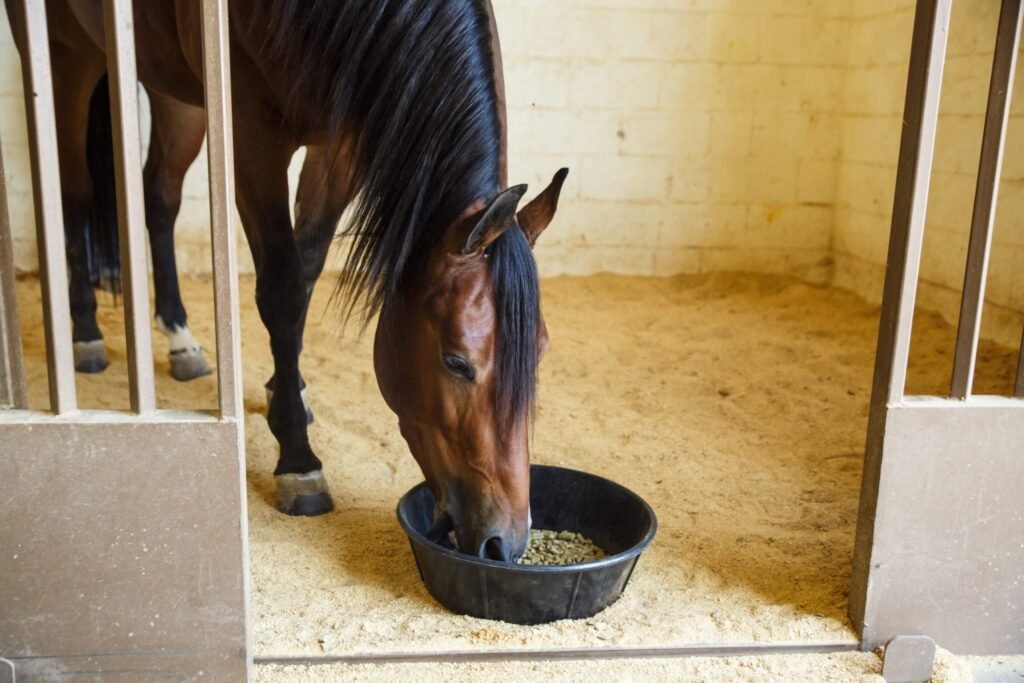 5 Steps to Balancing Your Horse’s Diet