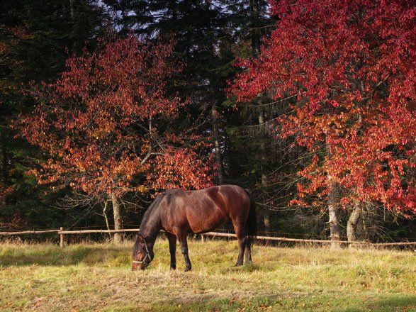 Do You Know Your Horse’s BCS? Test Your Smarts!