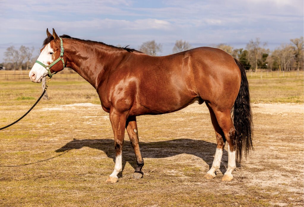 Conformation Clinic: Quarter Horse Performance Geldings