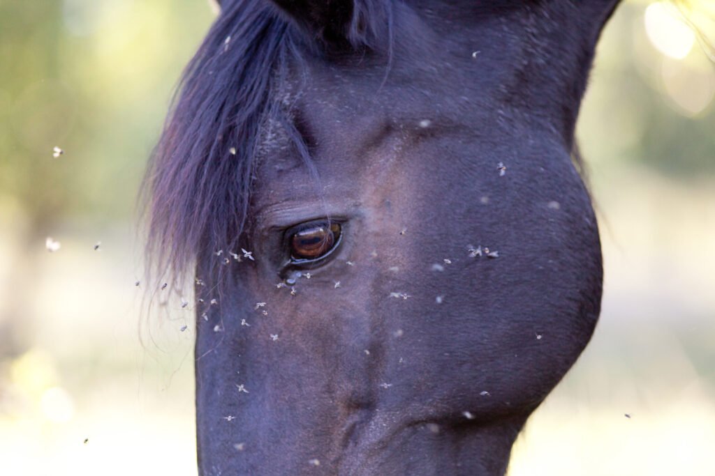 5 Oregon Horses Test Positive for Pigeon Fever