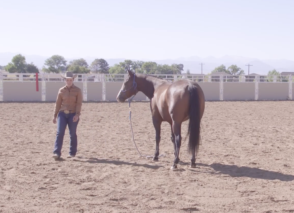 Teach Your Horse to Ground Tie Step-by-Step with Cody Crow